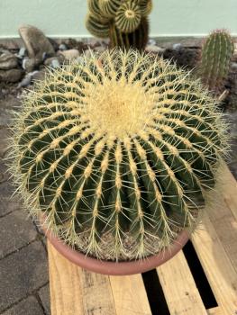 Ferocactus grusonii